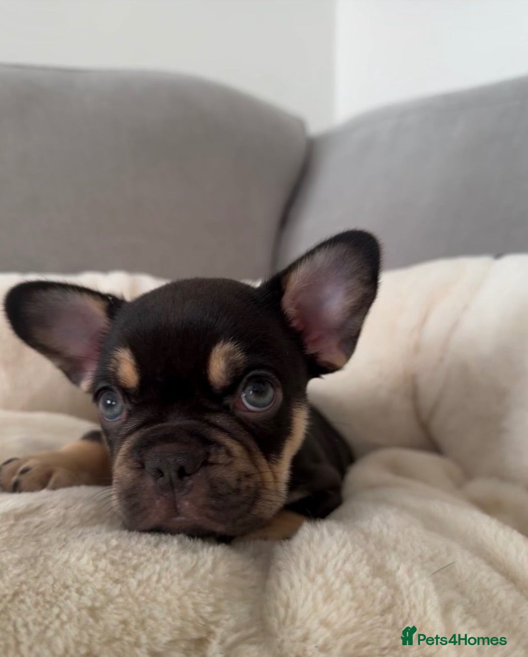 French Bulldog dogs Outstanding French Bulldog puppies  - Advert 2