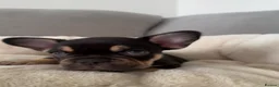 French Bulldog dogs for sale: Outstanding French Bulldog puppies  - Advert 13