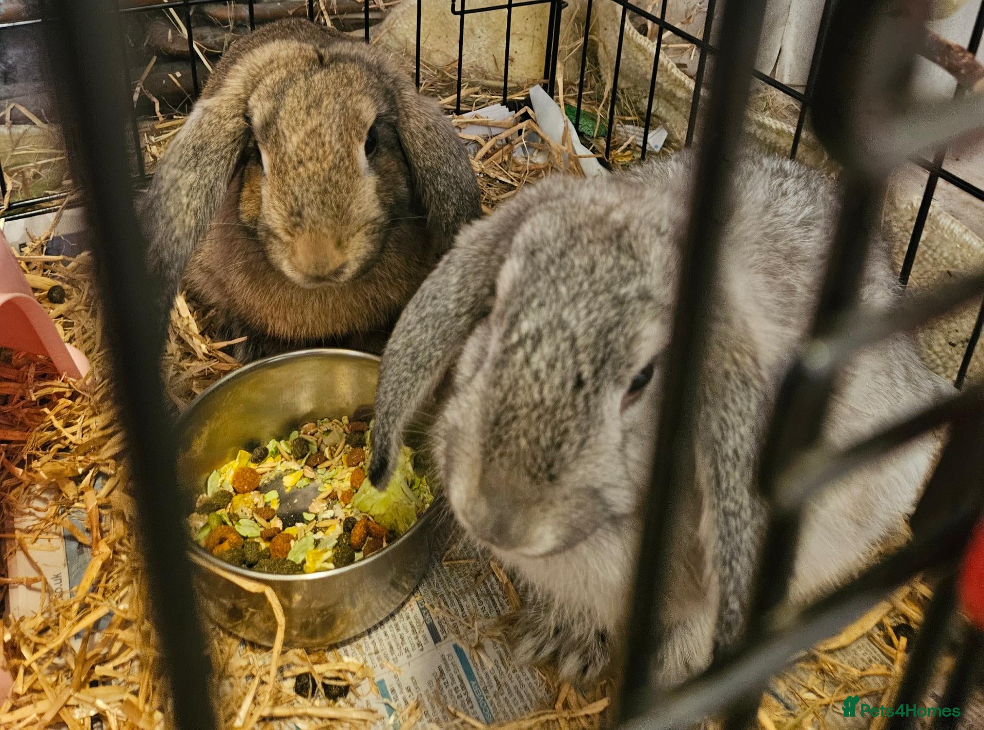 English Lop rabbits 2x Female Lops  - Advert 13