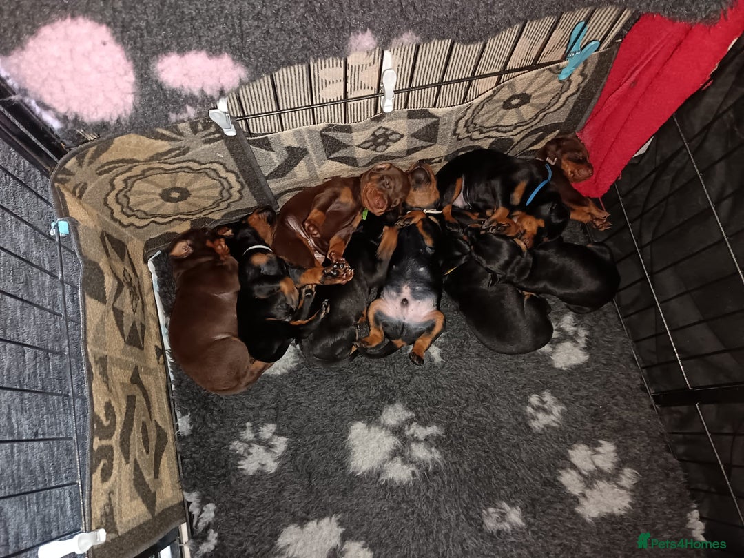 Dobermann dogs for sale: Doberman puppies - Image 6