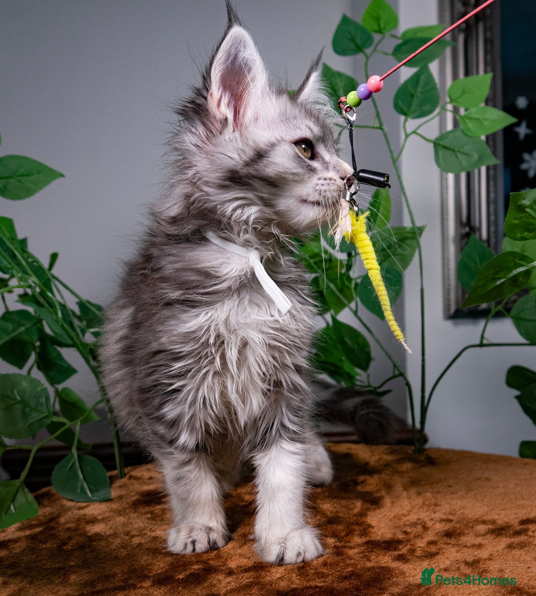 Maine Coon cats for sale: 8 STUNNING PEDIGREE TICA REG MAINE COON KITTENS - Advert 4