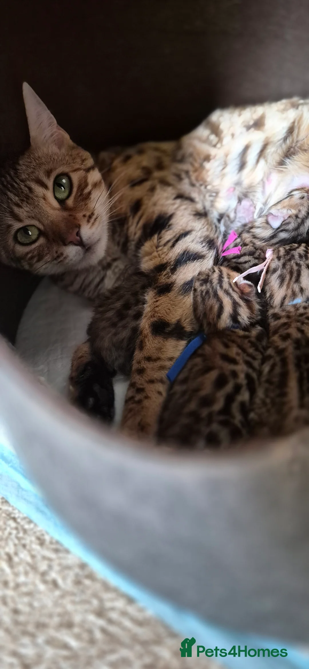 Bengal cats for sale: ✨️🐆STUNNING BROWN BENGALS. TICA REGISTERED ✨️🐆 - Advert 2