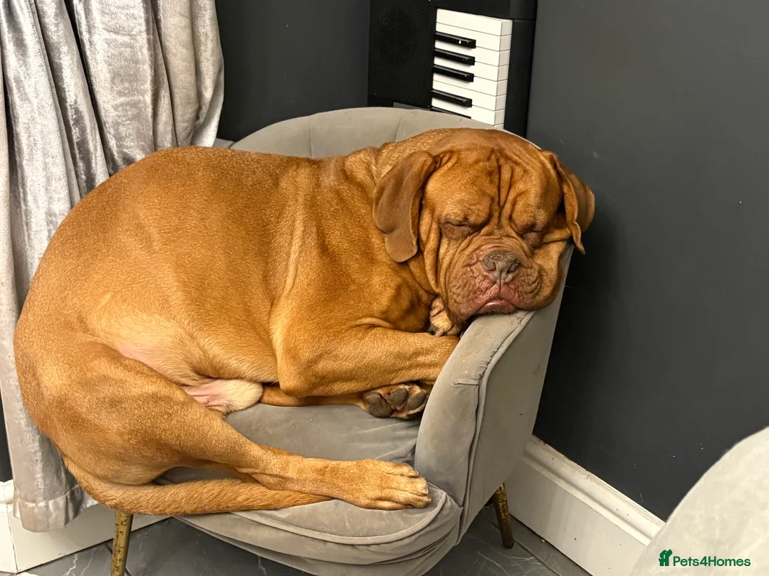 Dogue De Bordeaux dogs for stud: Full pedigree Proven dogue de bordeux Stud   - Advert 4