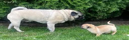 Pug dogs for sale: 🐾 scknz Pug Puppies Available Loving Pet Homes 🐾 - Advert 5