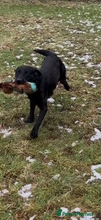 Labrador Retriever dogs KC reg Part Trained Black Labrador - Advert 1