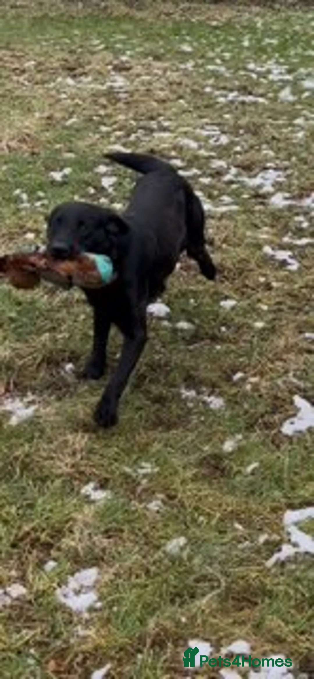 Labrador Retriever dogs for sale: KC reg Part Trained Black Labrador - Advert 1