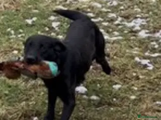 Labrador Retriever dogs KC reg Part Trained Black Labrador - Advert 1