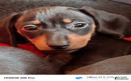 Miniature Dachshund dogs for sale: Family raised Miniature Dachshund puppies  - Image 6