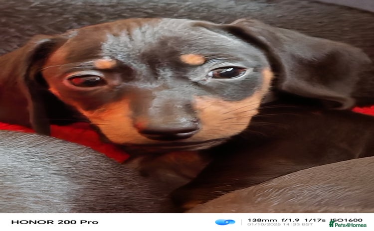 Miniature Dachshund dogs - Advert 2