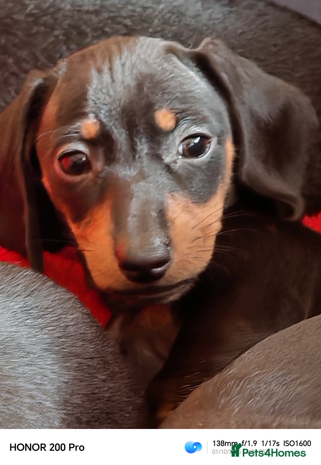 Miniature Dachshund dogs for sale: Family raised Miniature Dachshund puppies  - Image 6