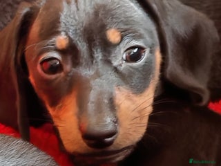 Miniature Dachshund dogs - Advert 3
