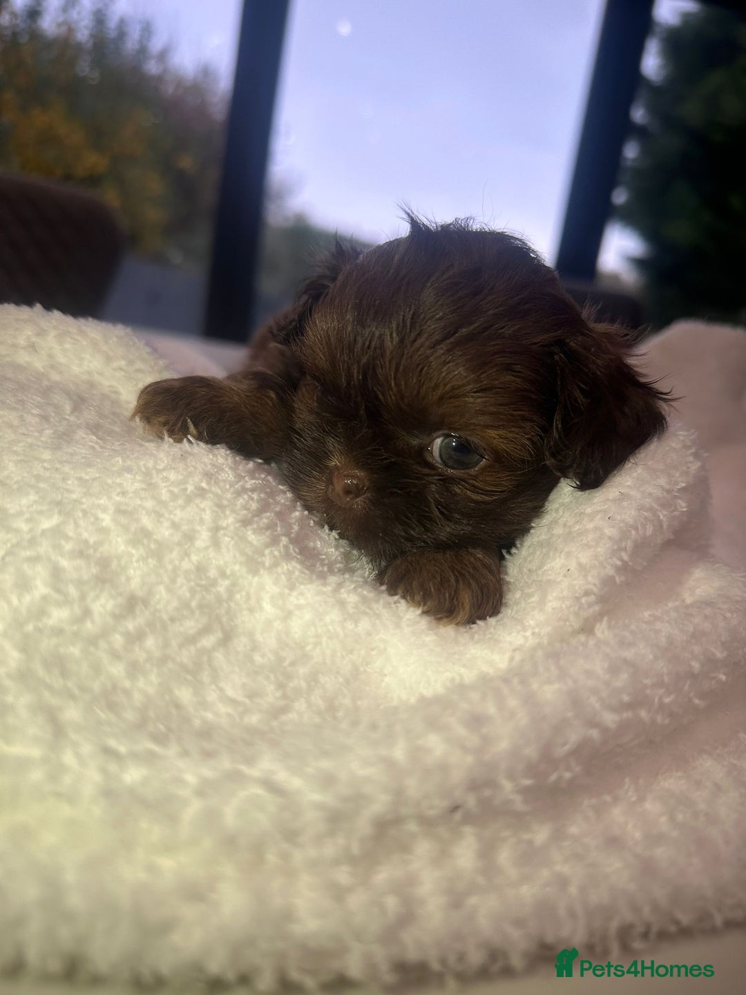 Shih Tzu dogs for sale: 🐶Imperial ShihTzu Puppies–Exceptional Bloodline🐶 - Image 28