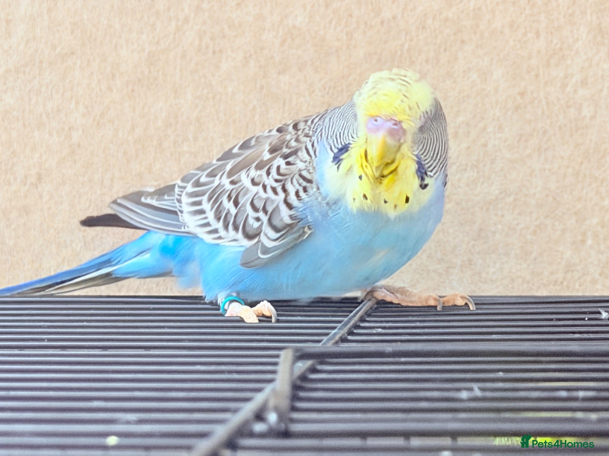 Budgerigars birds Beautiful young budgies available  - Advert 1