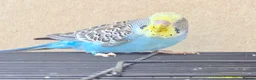 Budgerigars birds for sale: Beautiful young budgies available  - Advert 8