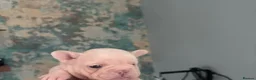 French Bulldog dogs for sale: Stunning Litter of French Bulldog Puppies - Advert 9
