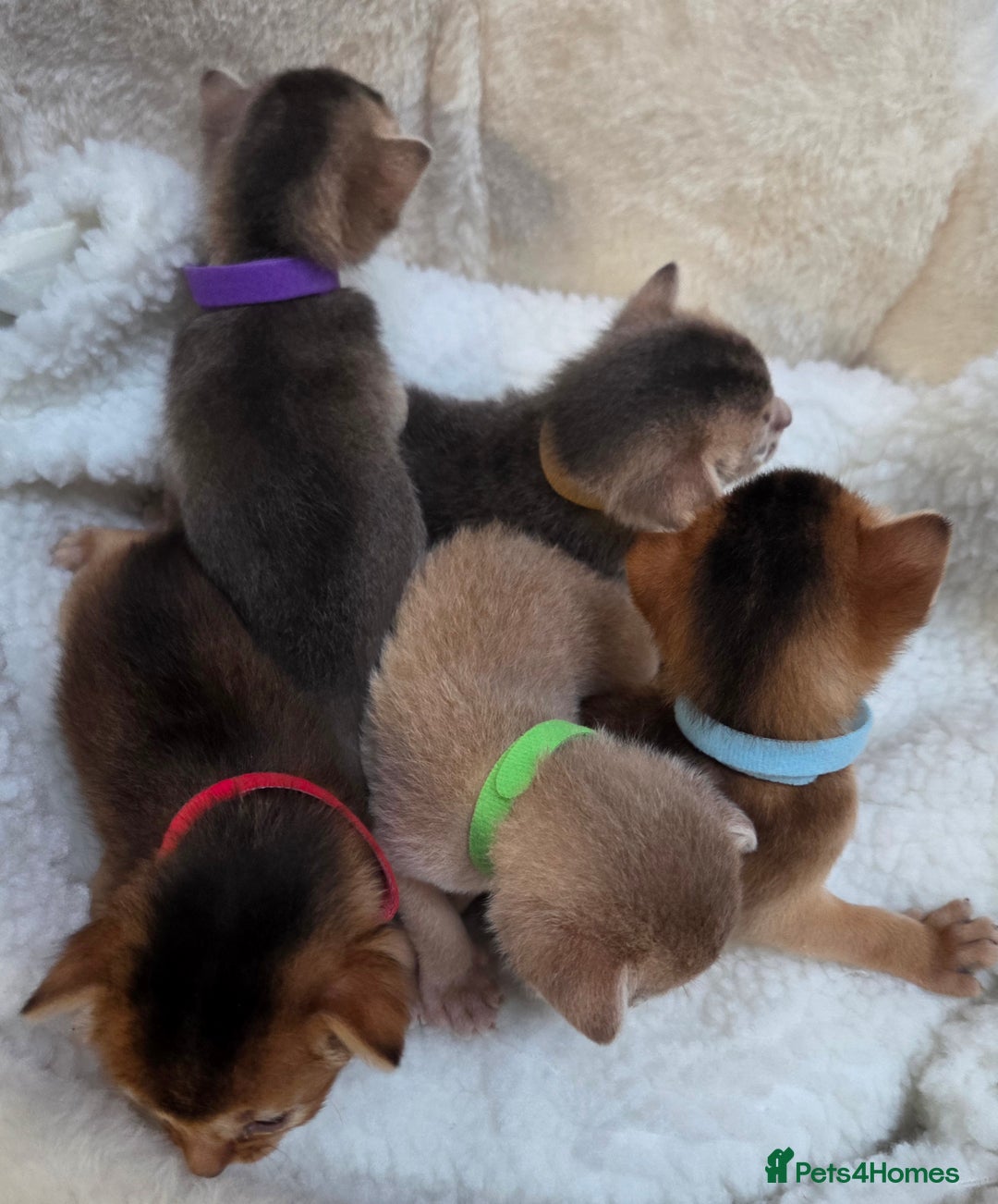 Abyssinian cats for sale: Gorgeous Tica  Abyssinian Kittens  - Advert 3