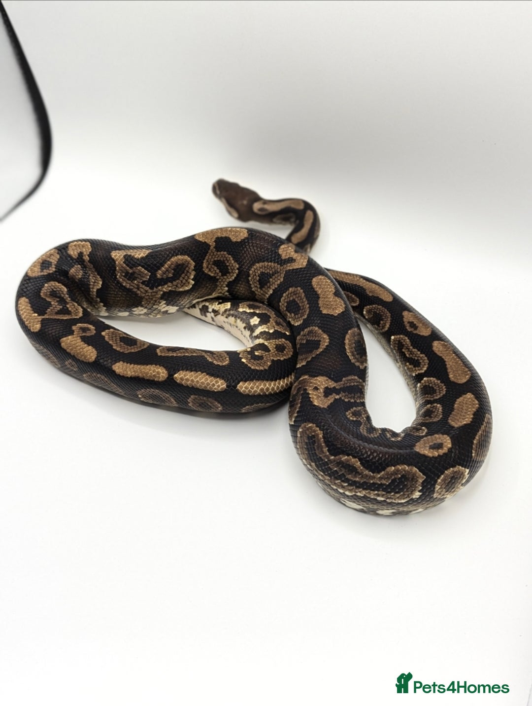 Python Snake reptiles for sale: Range of Royal Pythons - Advert 19