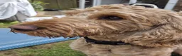 Cockapoo dogs for sale: 20 Month Old Cockapoo - Advert 4