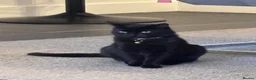 Mixed Breed cats for sale: Black kitten for sale  - Advert 2