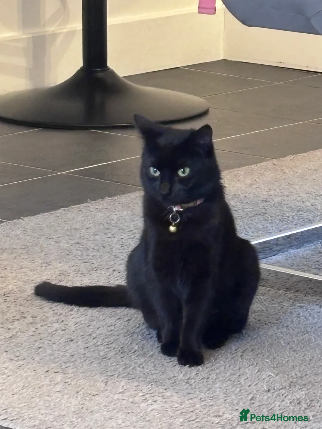 Mixed Breed cats for sale: Black kitten for sale  - Advert 2