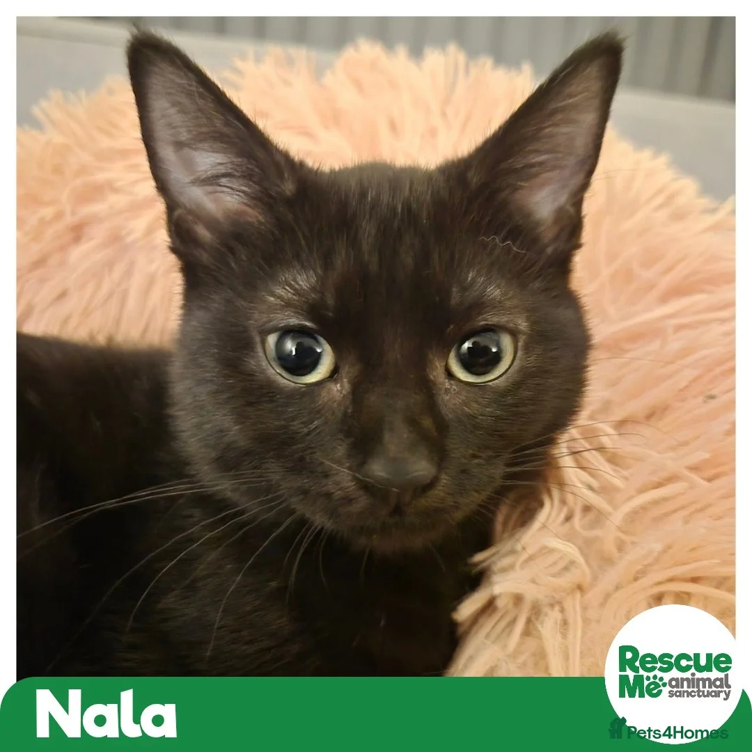 Mixed Breed cats for adoption: Nala - super friendly girl - Advert 2