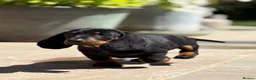 Dachshund dogs for sale: Beautiful KC reg, standard dachshund puppies  - Advert 5