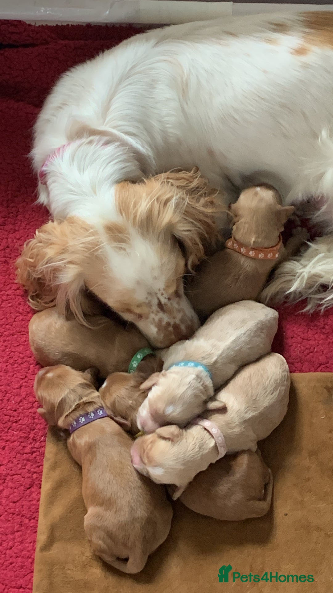 Cockapoo dogs for sale: Cockapoo puppies - Image 6