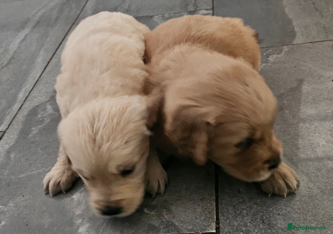 Golden Retriever dogs for stud: Gorgeous KC registered Golden Retriever stud dog  in Chesterfield - Image 14