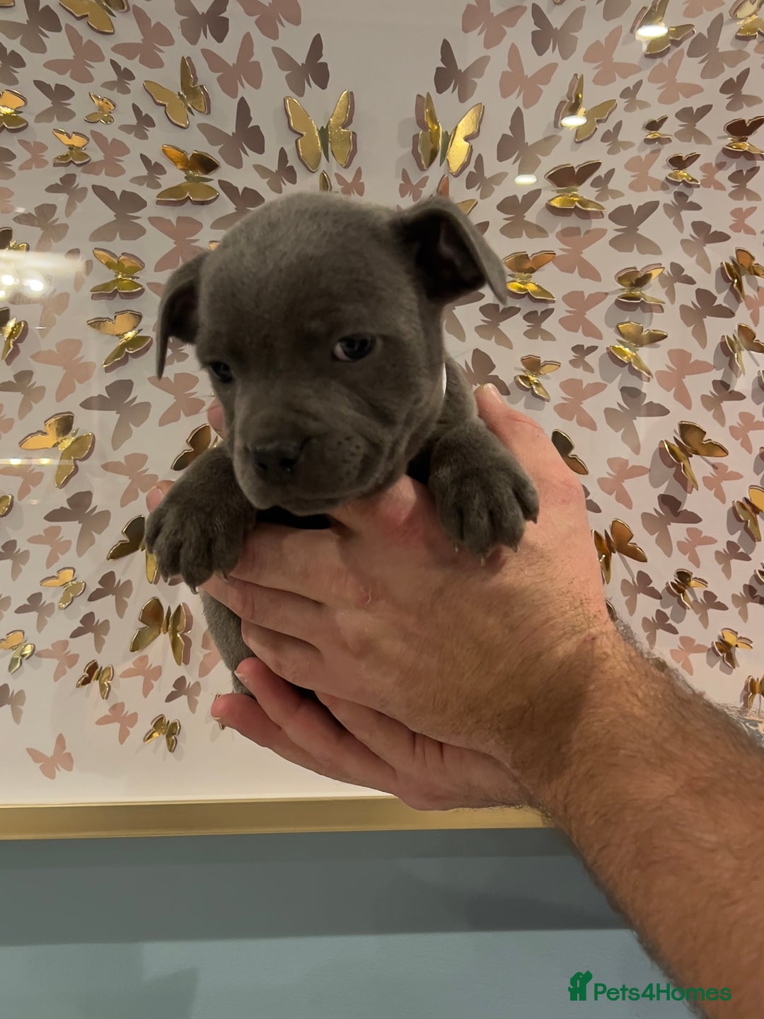 Staffordshire Bull Terrier dogs for sale: Adorable BLUE KC Pups *BULLSCAFF BLOODLINE* - Advert 11