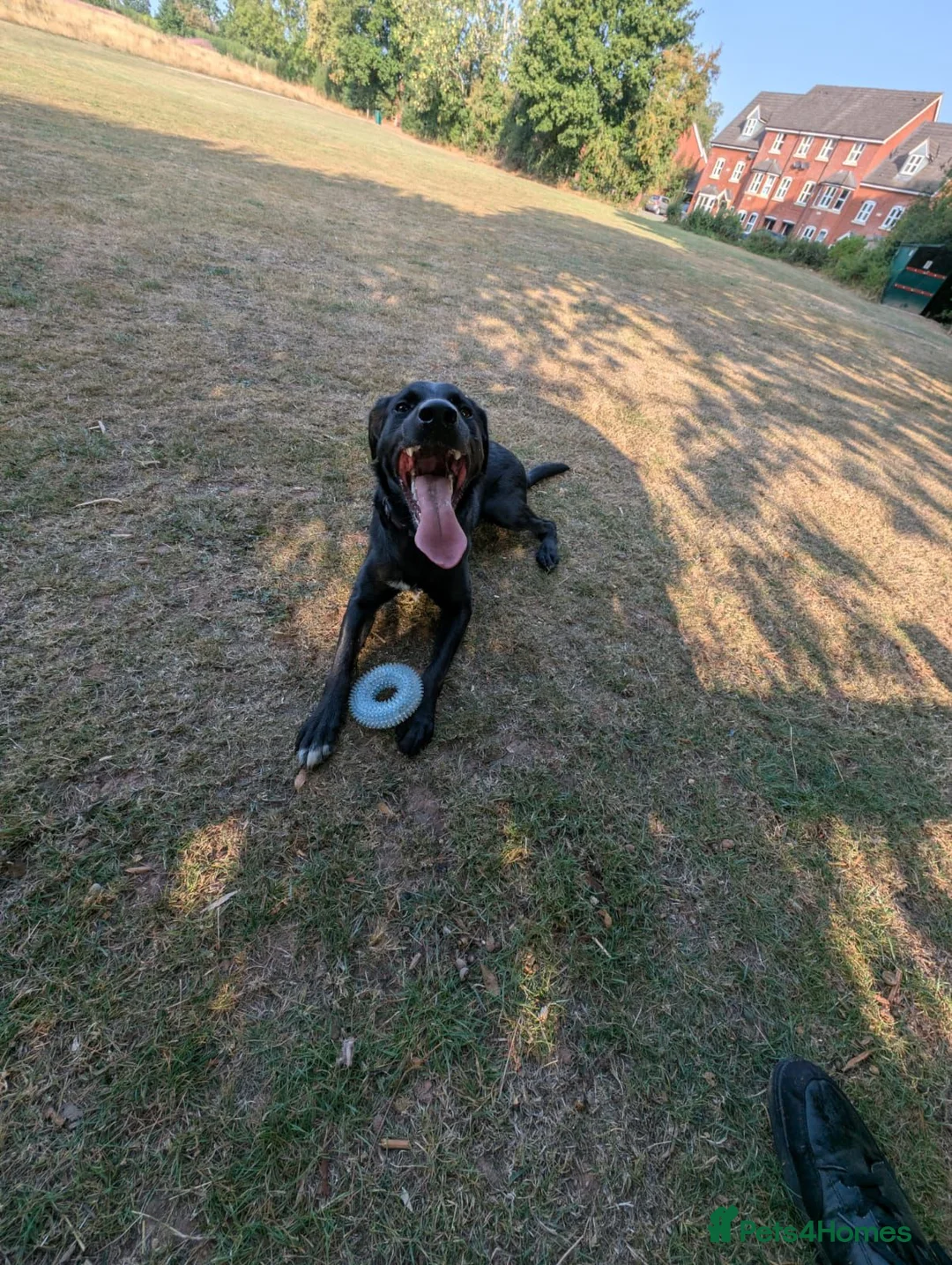 Mixed Breed dogs for adoption: URGENT🚨 GIZMO🐾 in Hengoed - Advert 2