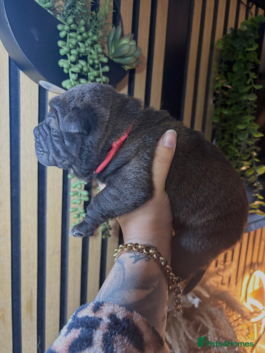 Shar Pei dogs for sale: Black sable Sharpeis  - Advert 4
