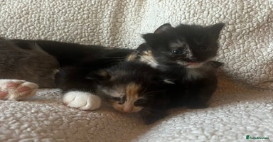 Mixed Breed cats - Advert 6