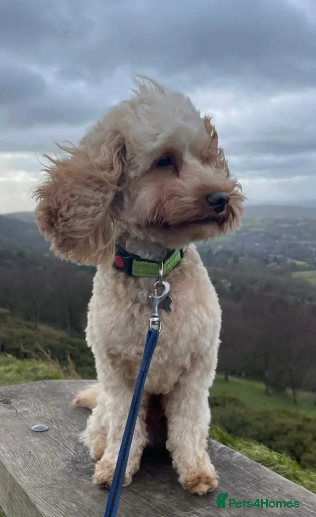 Cavapoo dogs for sale: Cavapoo puppies  - Advert 19