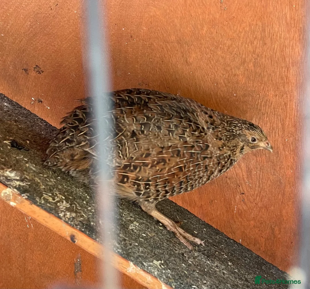 Quail poultry for sale: Three beautiful POL Quail (x1 Celadon) in Totnes - Advert 2
