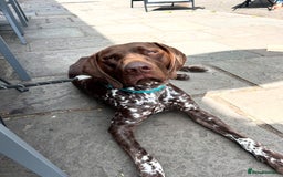 German Shorthaired Pointer dogs for stud: GSP Available for stud - Image 3