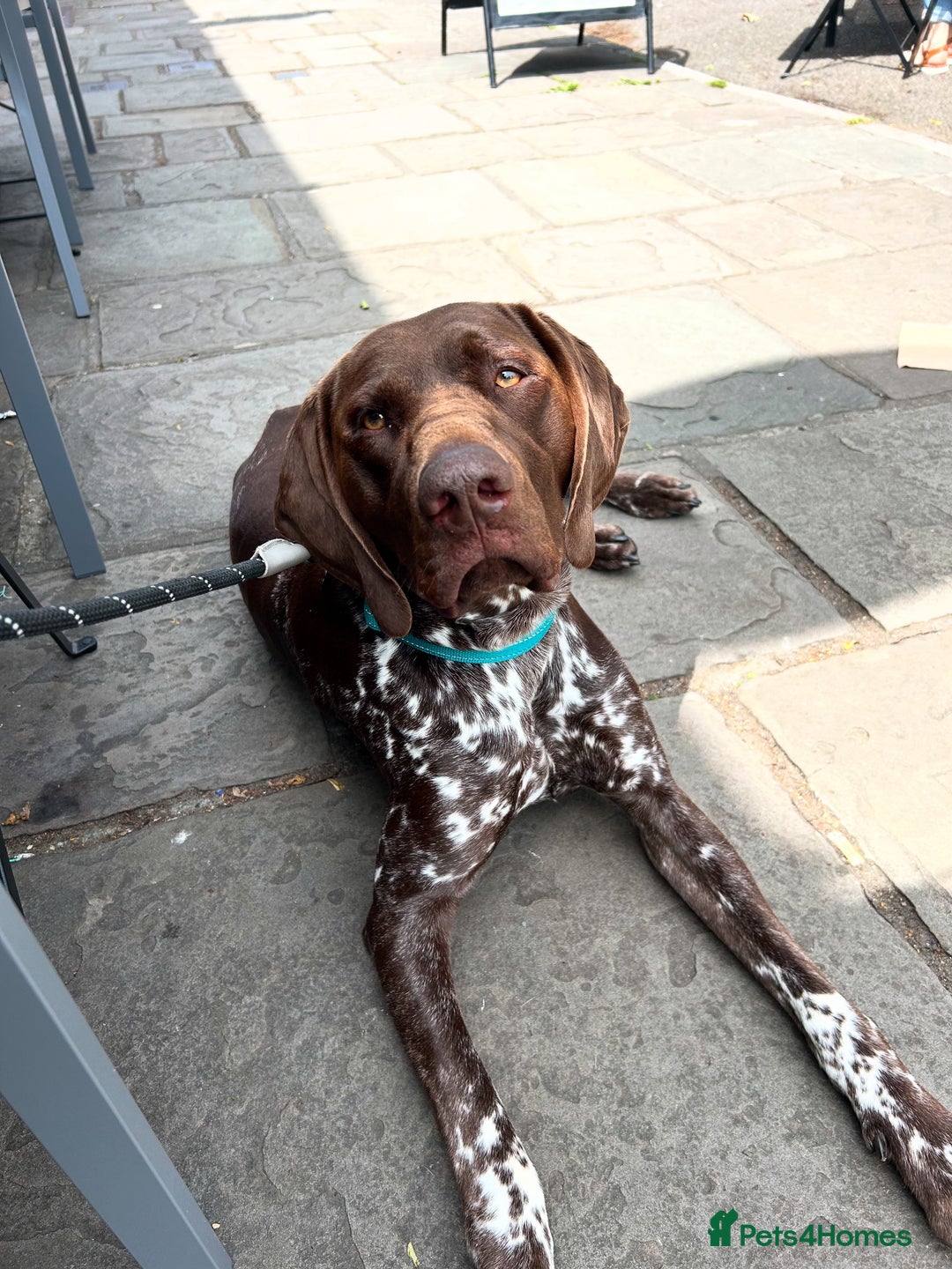 German Shorthaired Pointer dogs for stud: GSP Available for stud - Image 3