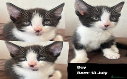 Domestic Shorthair cats for sale: Kittens - Image 7