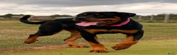 Rottweiler dogs for sale: Stunning Rottweiler female in Littlehampton - Advert 5