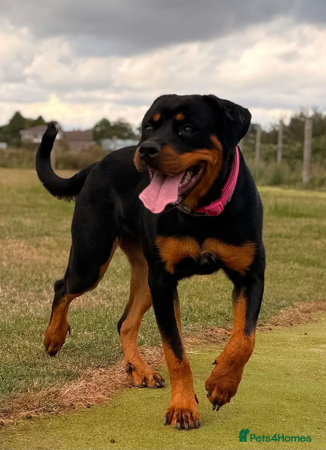 Rottweiler dogs for sale: Stunning Rottweiler female in Littlehampton - Advert 5