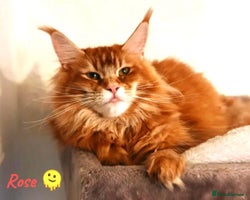 Maine Coon cats - Advert 6