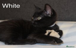Domestic Shorthair cats for sale: Gorgeous Black/White Domestic Shorthairs Available - Image 7