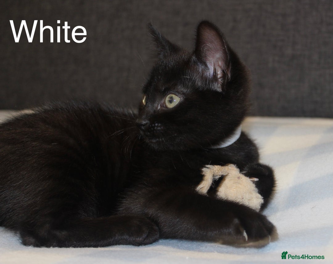 Domestic Shorthair cats for sale: Gorgeous Black/White Domestic Shorthairs Available - Image 7
