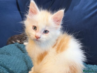 Maine Coon cats Maine Coons with Tests, Papers & Vet Checks - Advert 12