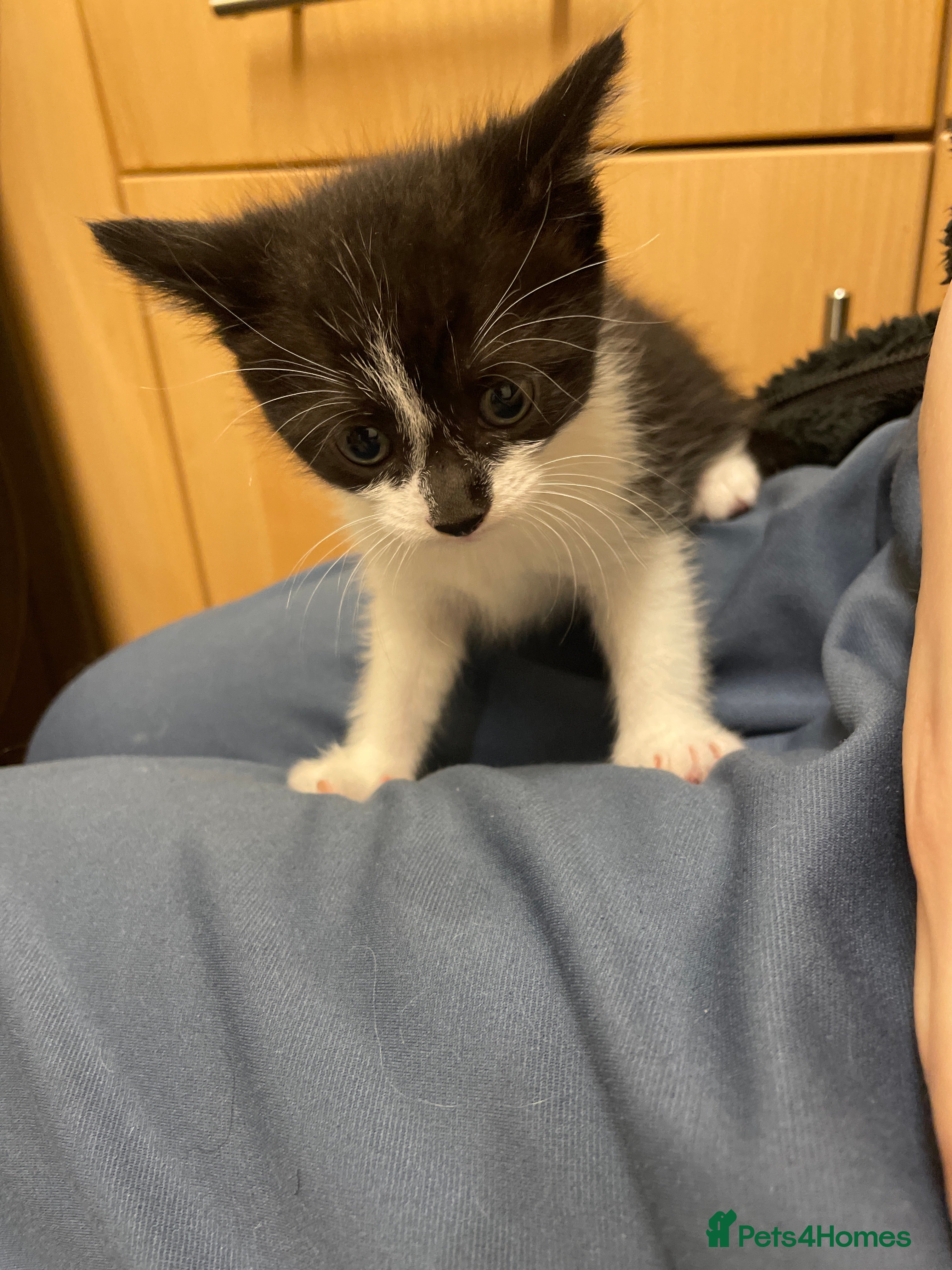British Shorthair cats for sale: 2 male 1 female  in Chesterfield - Advert 6