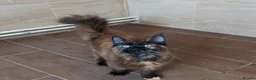 Maine Coon cats for sale: DNA TESTED MAINE COON FEMALE KITTEN !!!  - Advert 9