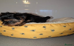 Yorkshire Terrier dogs for sale: Adorable Yorkshire terrier puppies available  - Image 5