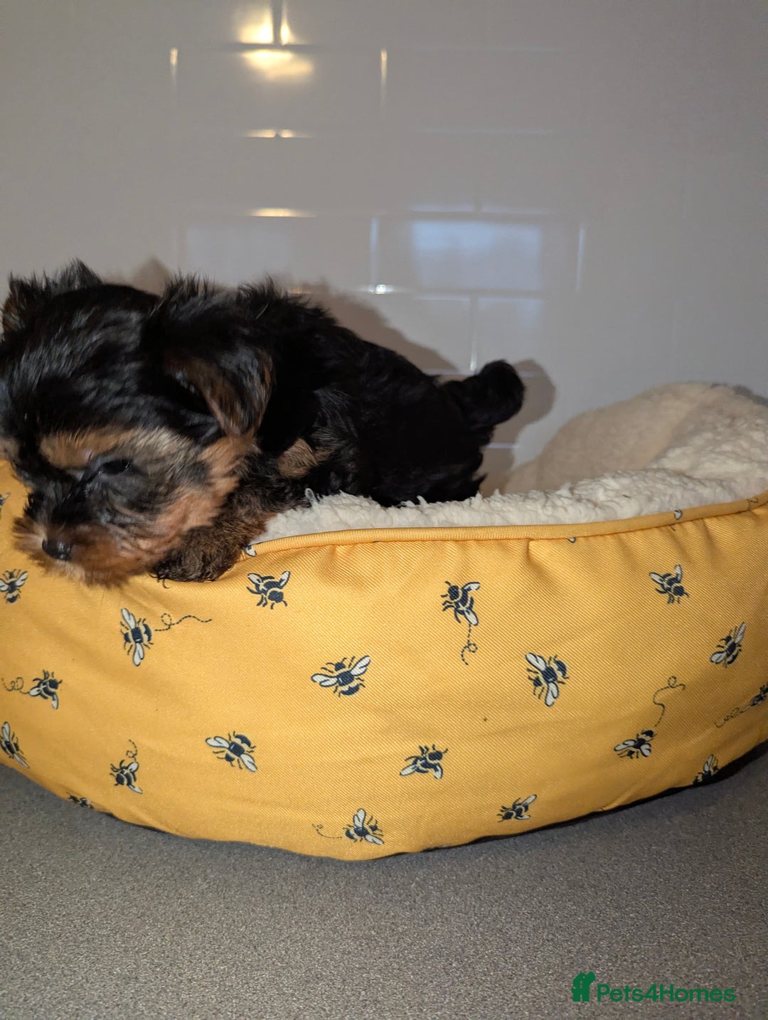 Yorkshire Terrier dogs for sale: Adorable Yorkshire terrier puppies available  - Image 5