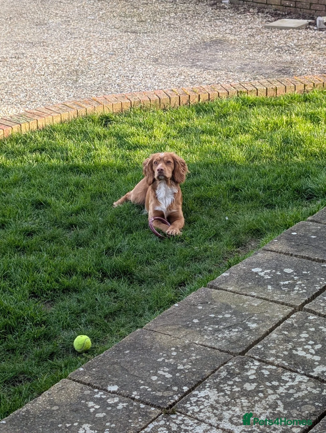 Sprocker dogs for sale: Lovely sprocker puppies  - Advert 17