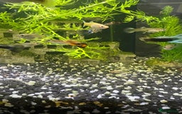 Live Bearers fish for sale: Mixed Guppies - Image 3