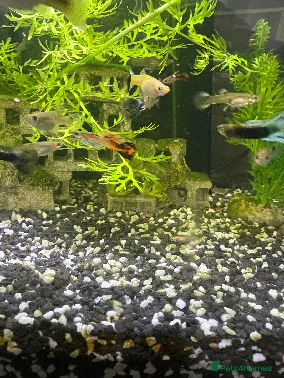 Live Bearers fish for sale: Mixed Guppies - Image 3